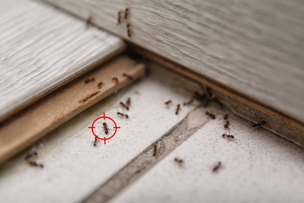 Professional Pest Control in Federal Heights, CO